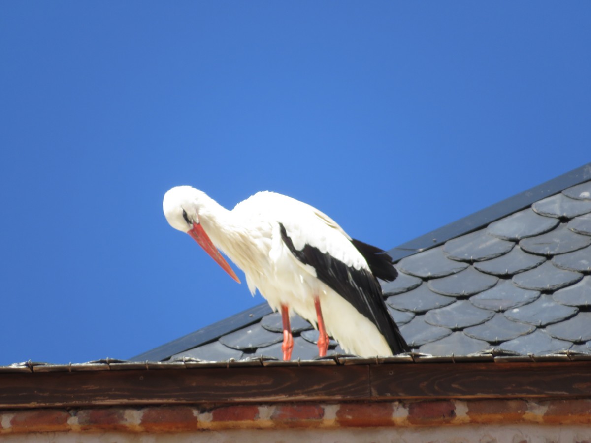 White Stork - Samuel de la Calle San José