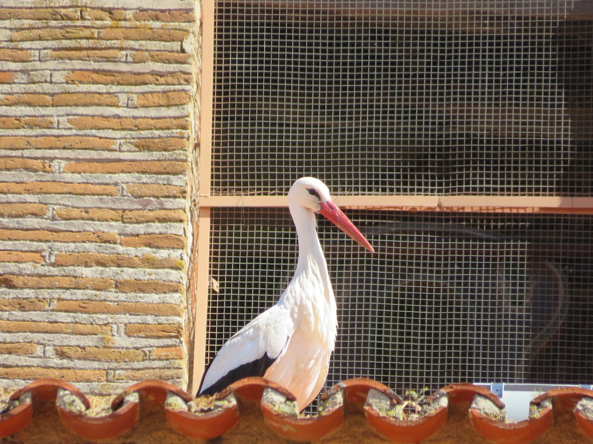 White Stork - Samuel de la Calle San José