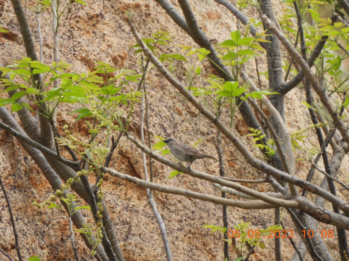 Yellow-throated Sparrow - ML568826031