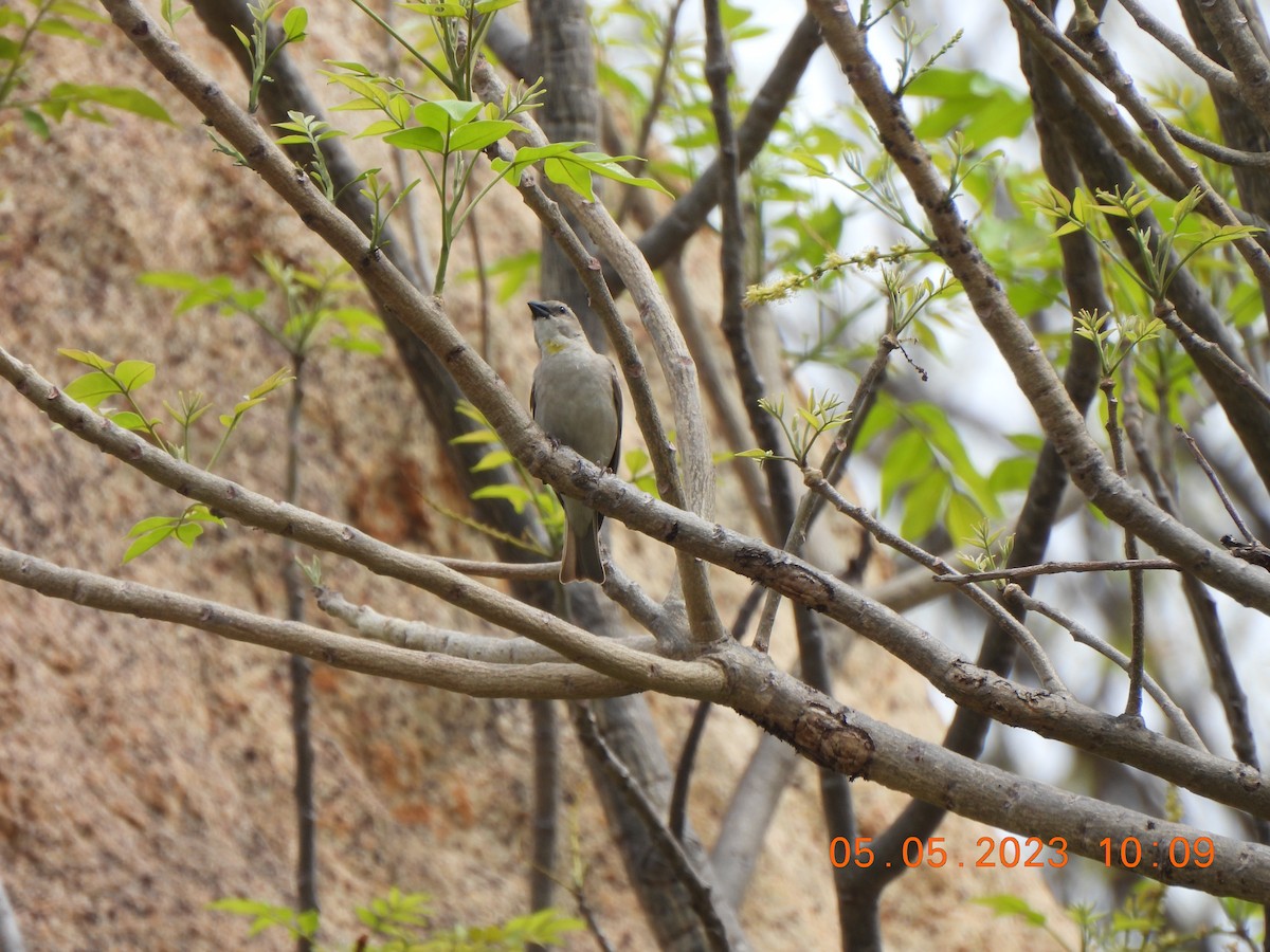 Yellow-throated Sparrow - Muralidharan S