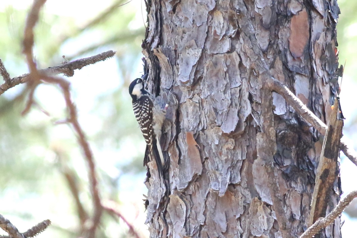 Red-cockaded Woodpecker - ML568826471