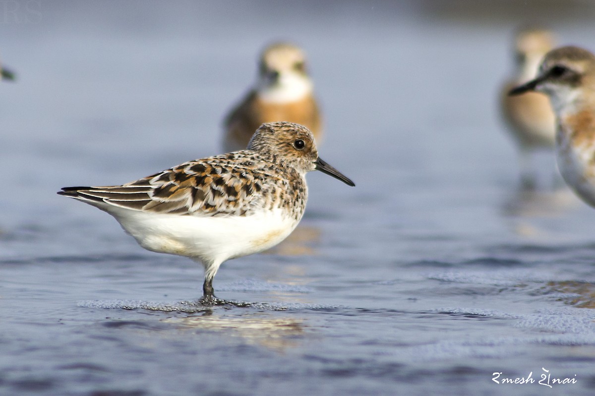 Bécasseau sanderling - ML56882731