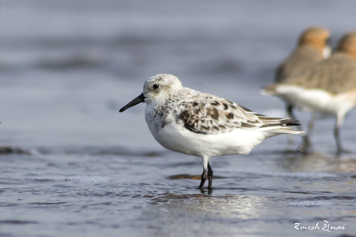 Sanderling - ML56882741