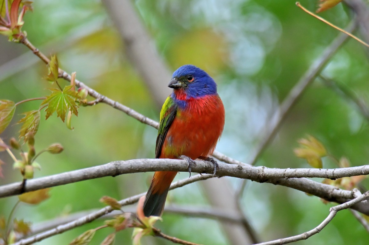 Painted Bunting - Trey Weaver