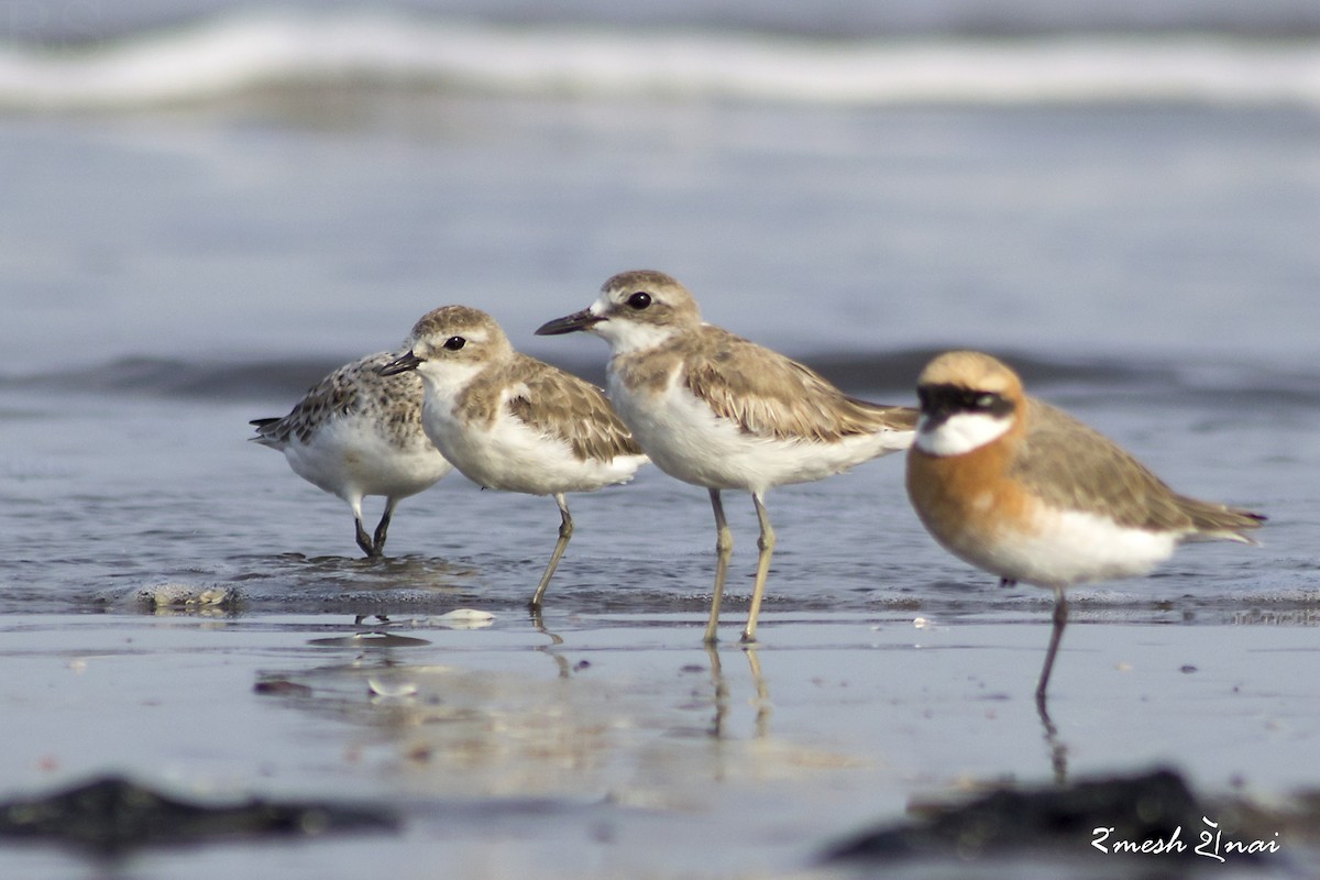 Greater Sand-Plover - ML56882961