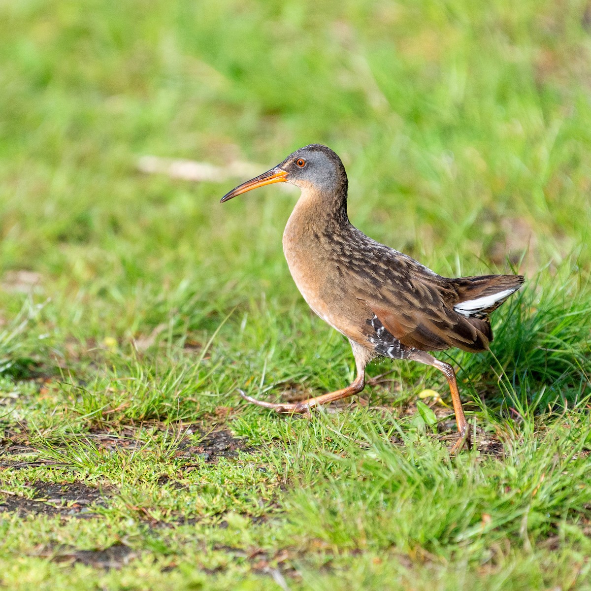 Virginia Rail - ML568830731