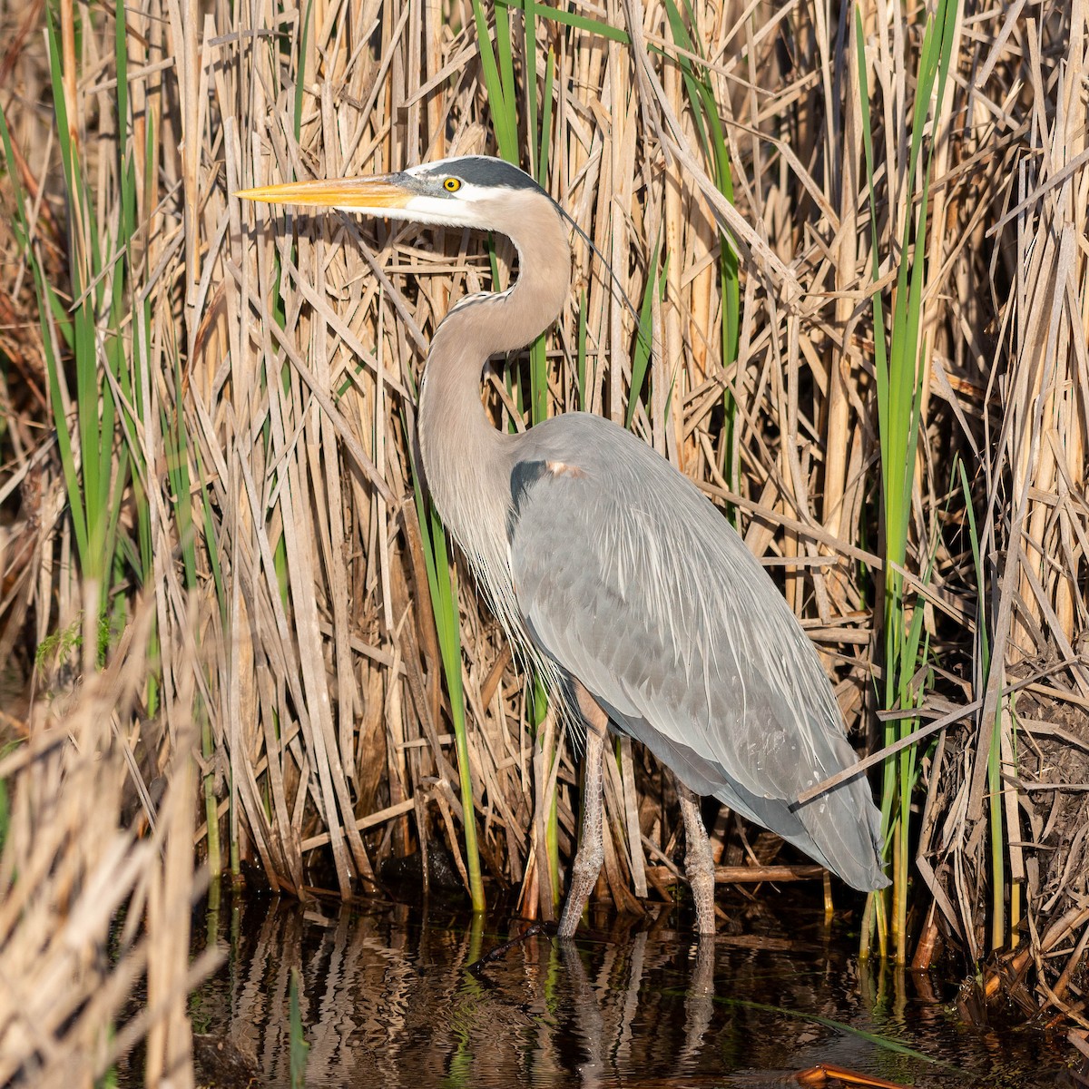 Great Blue Heron - ML568830831