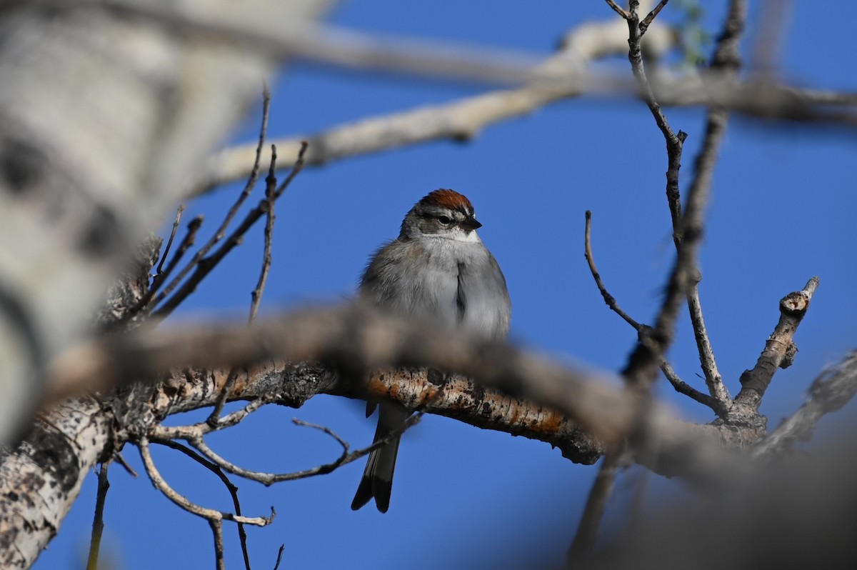 Chipping Sparrow - ML568830881