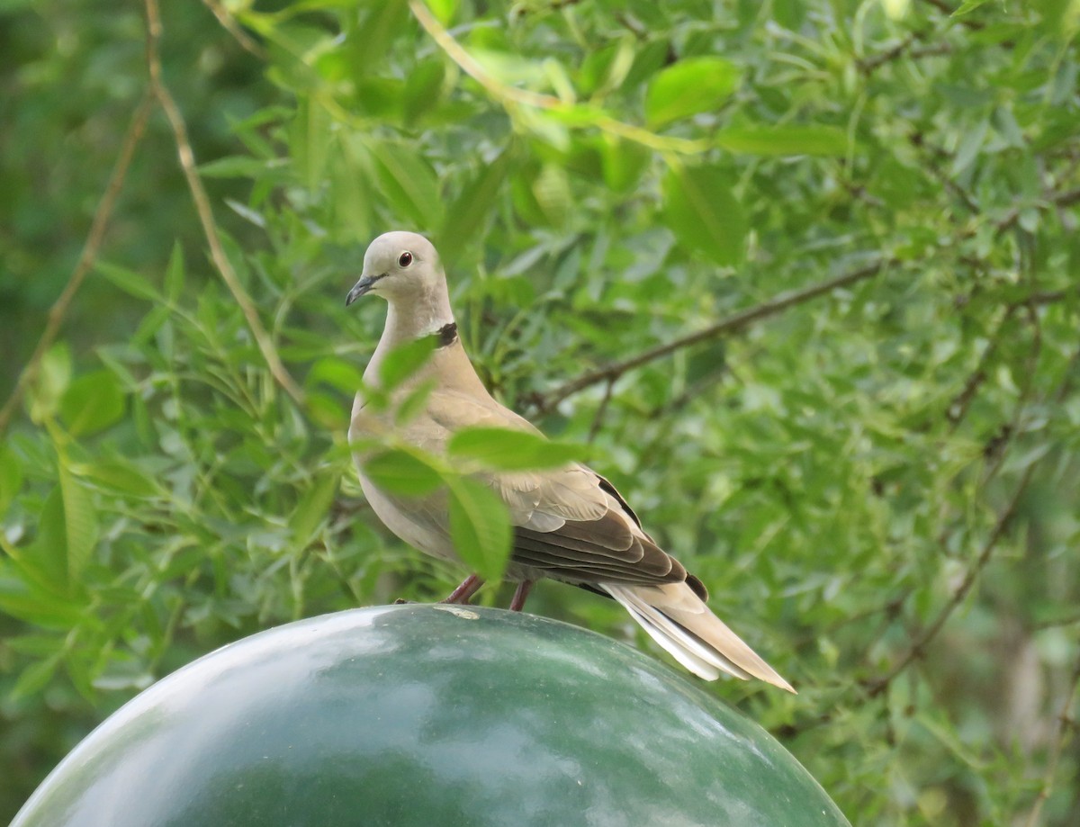 Eurasian Collared-Dove - ML568832011