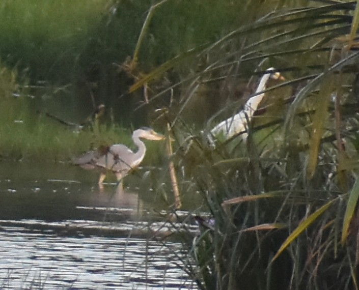 Gray Heron - Kausthubh K Nair