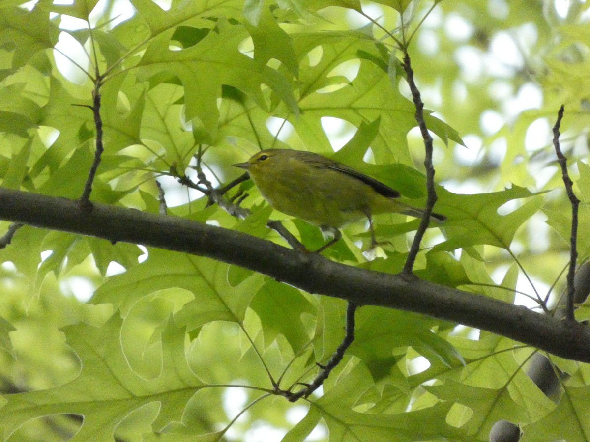 Orange-crowned Warbler - ML568832421