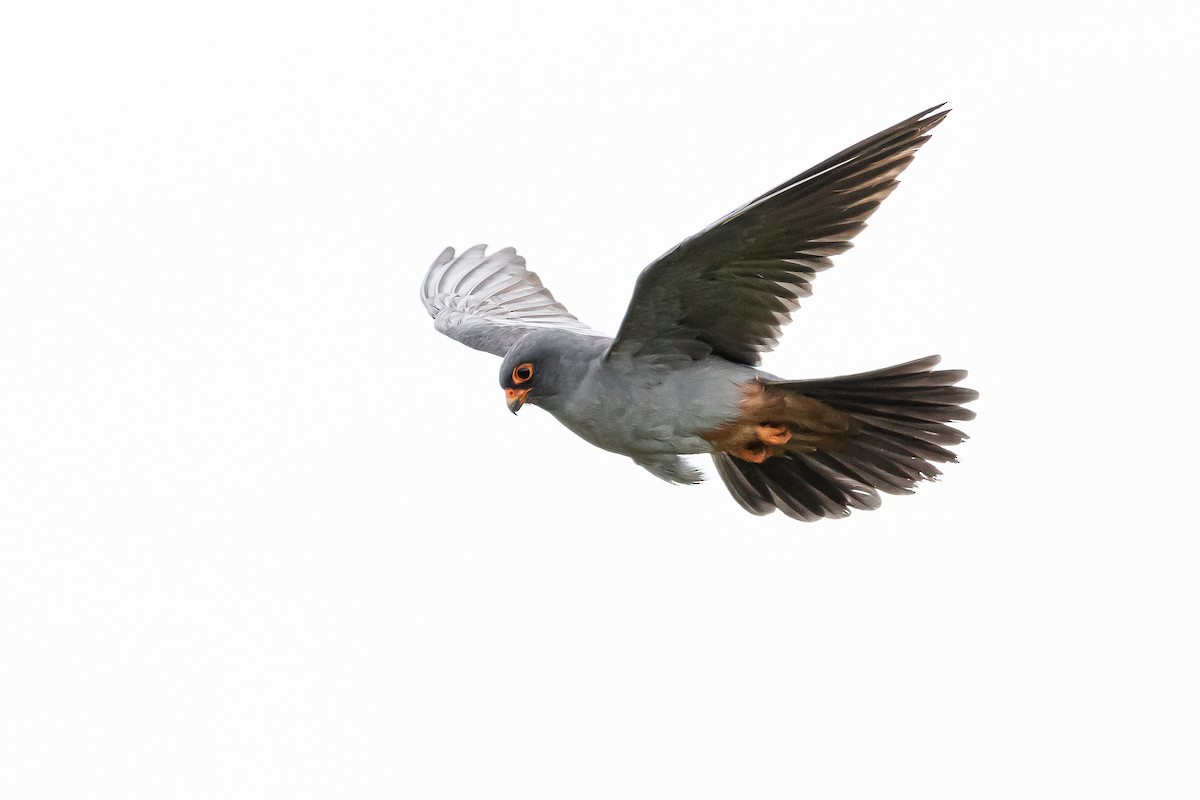 Red-footed Falcon - ML568832601