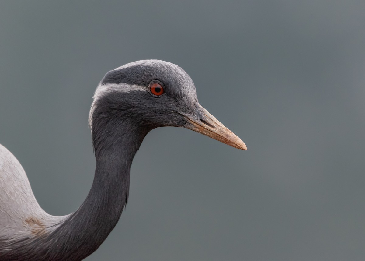 Demoiselle Crane - ML568832831