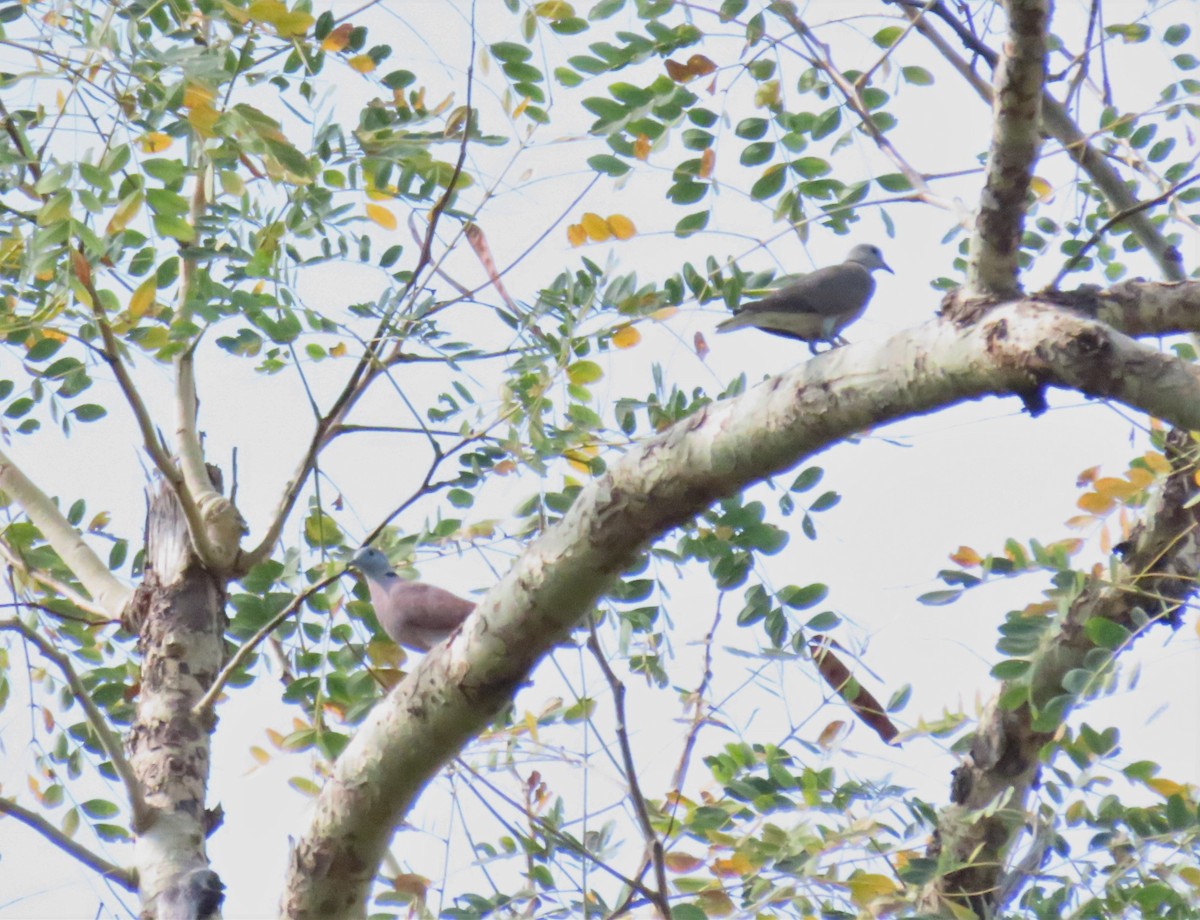 Red Collared-Dove - Bosco Chan