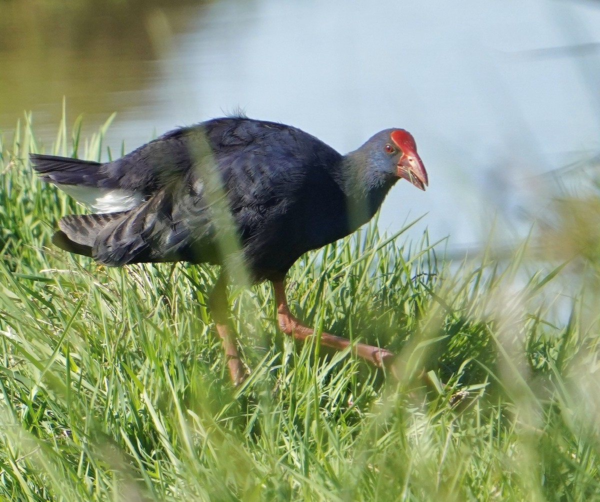 Western Swamphen - ML568833041