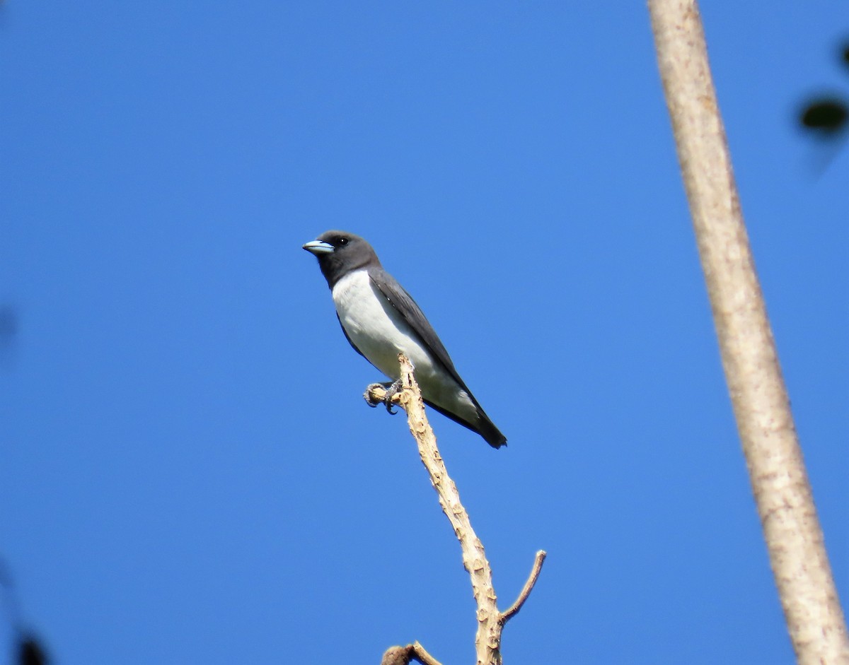 White-breasted Woodswallow - ML568833051
