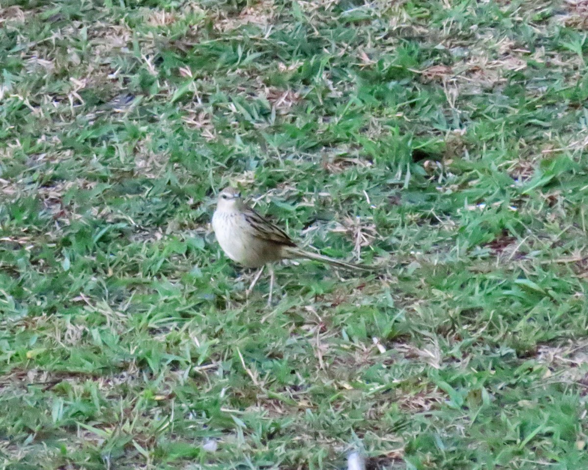 Striated Grassbird - ML568833161