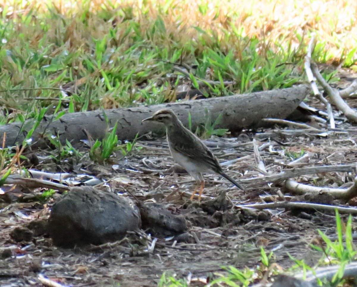 Paddyfield Pipit - ML568833311