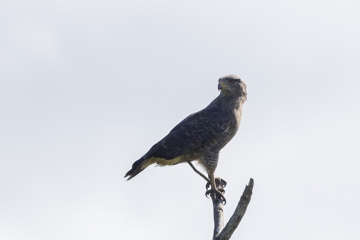 Banded Snake-Eagle - ML568833441