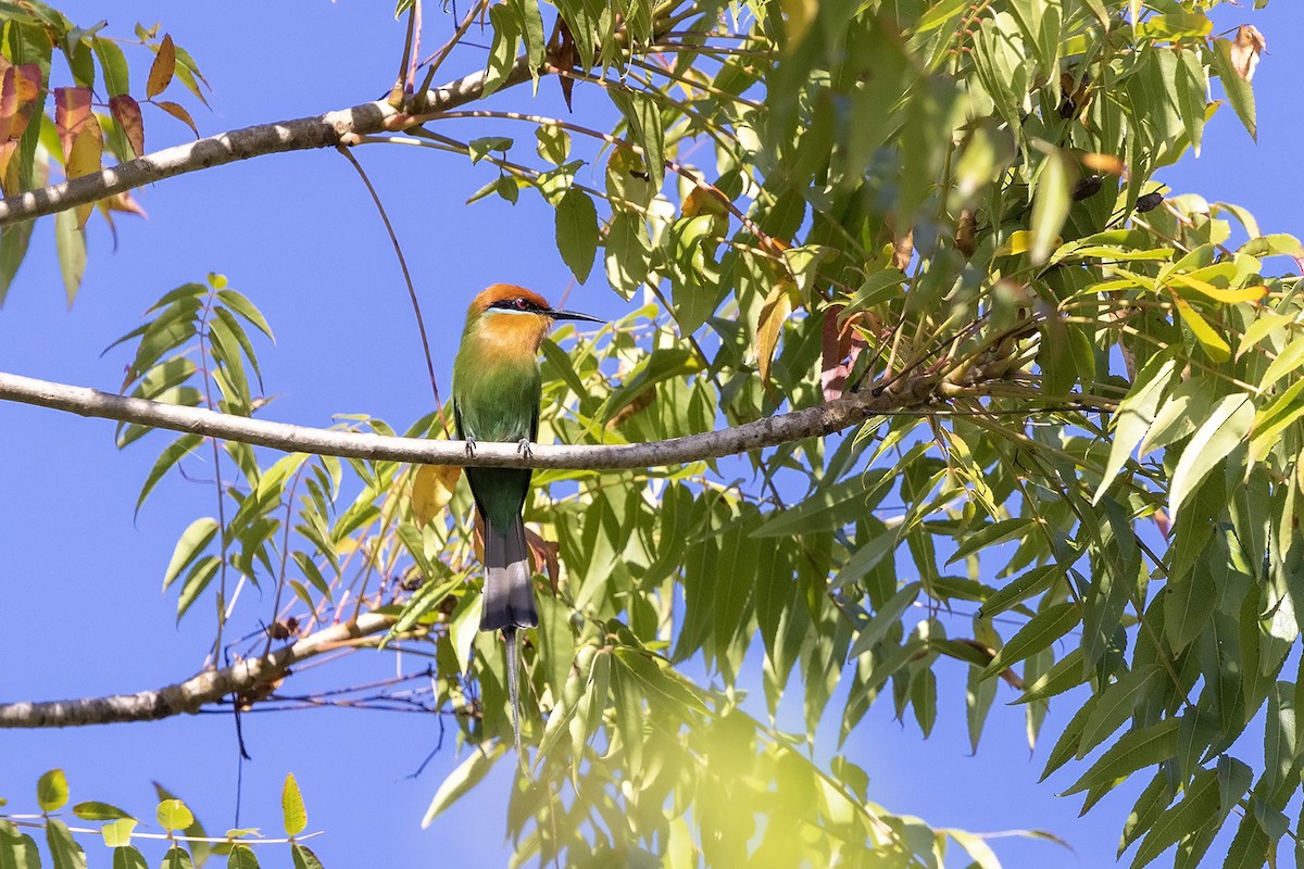 Böhm's Bee-eater - ML568833491