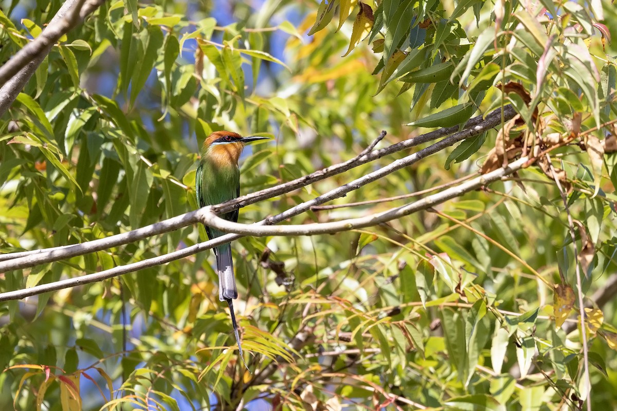 Böhm's Bee-eater - ML568833501