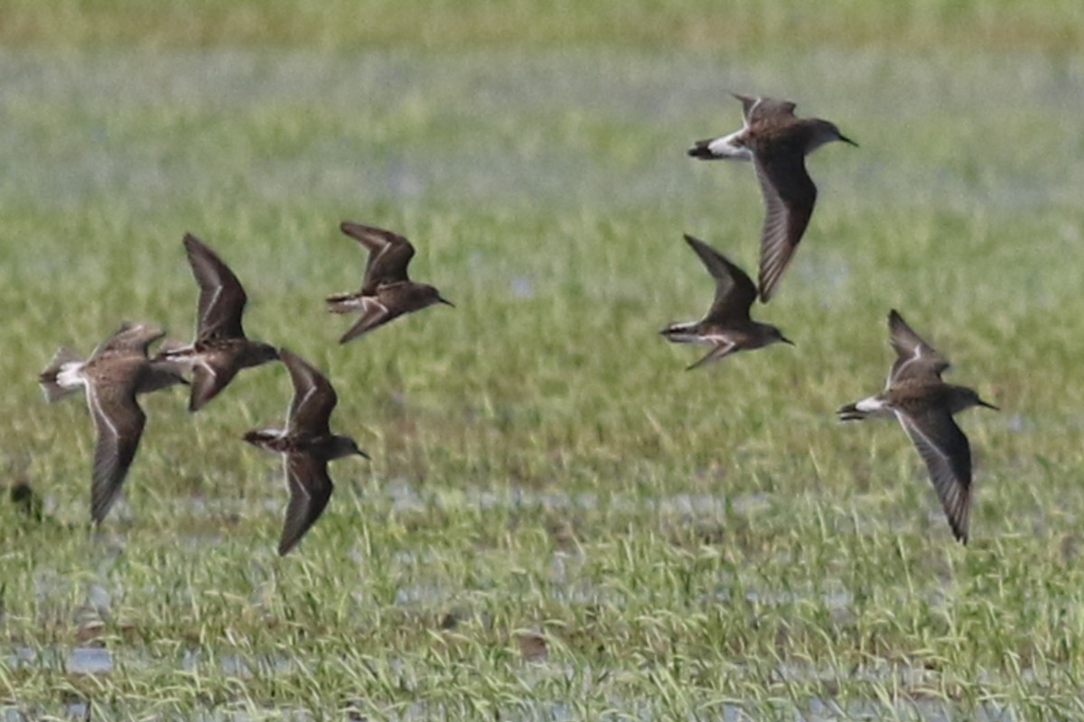 White-rumped Sandpiper - ML568833751