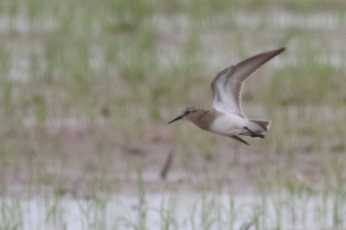 Baird's Sandpiper - ML568833841