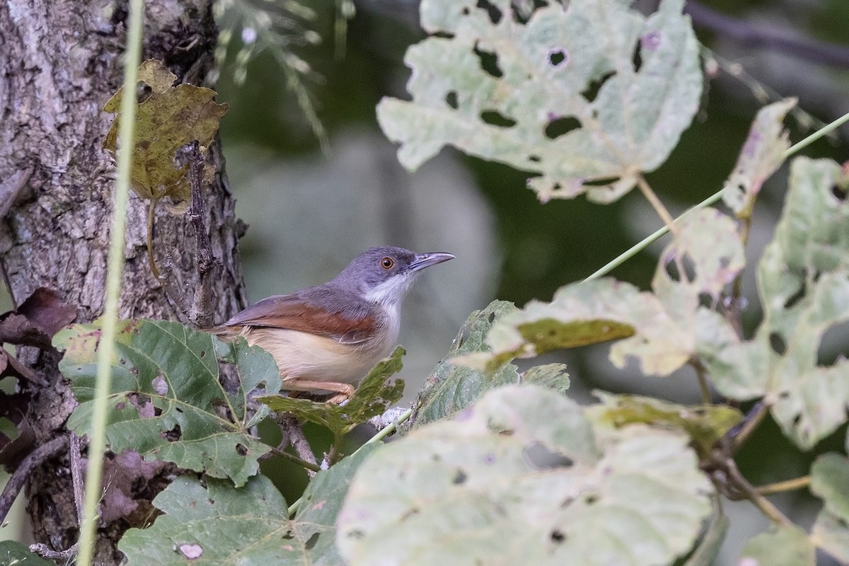 Prinia Alirroja - ML568833851