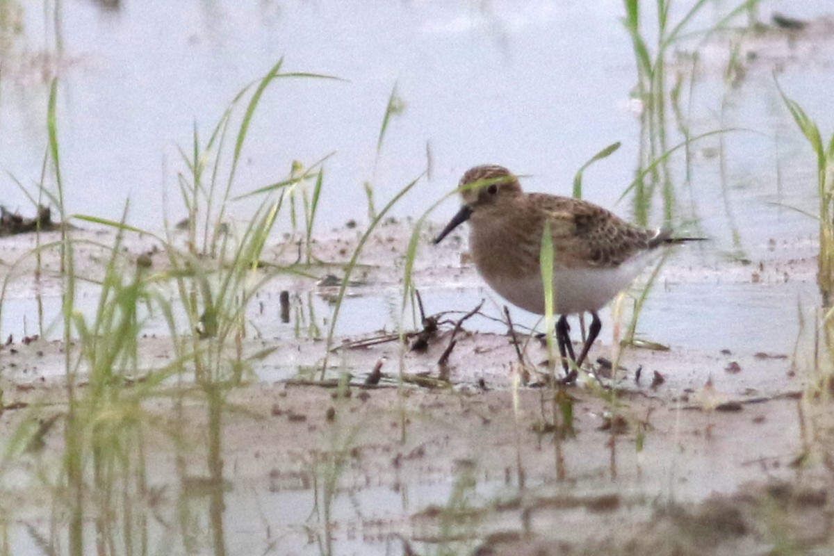 Baird's Sandpiper - ML568833901