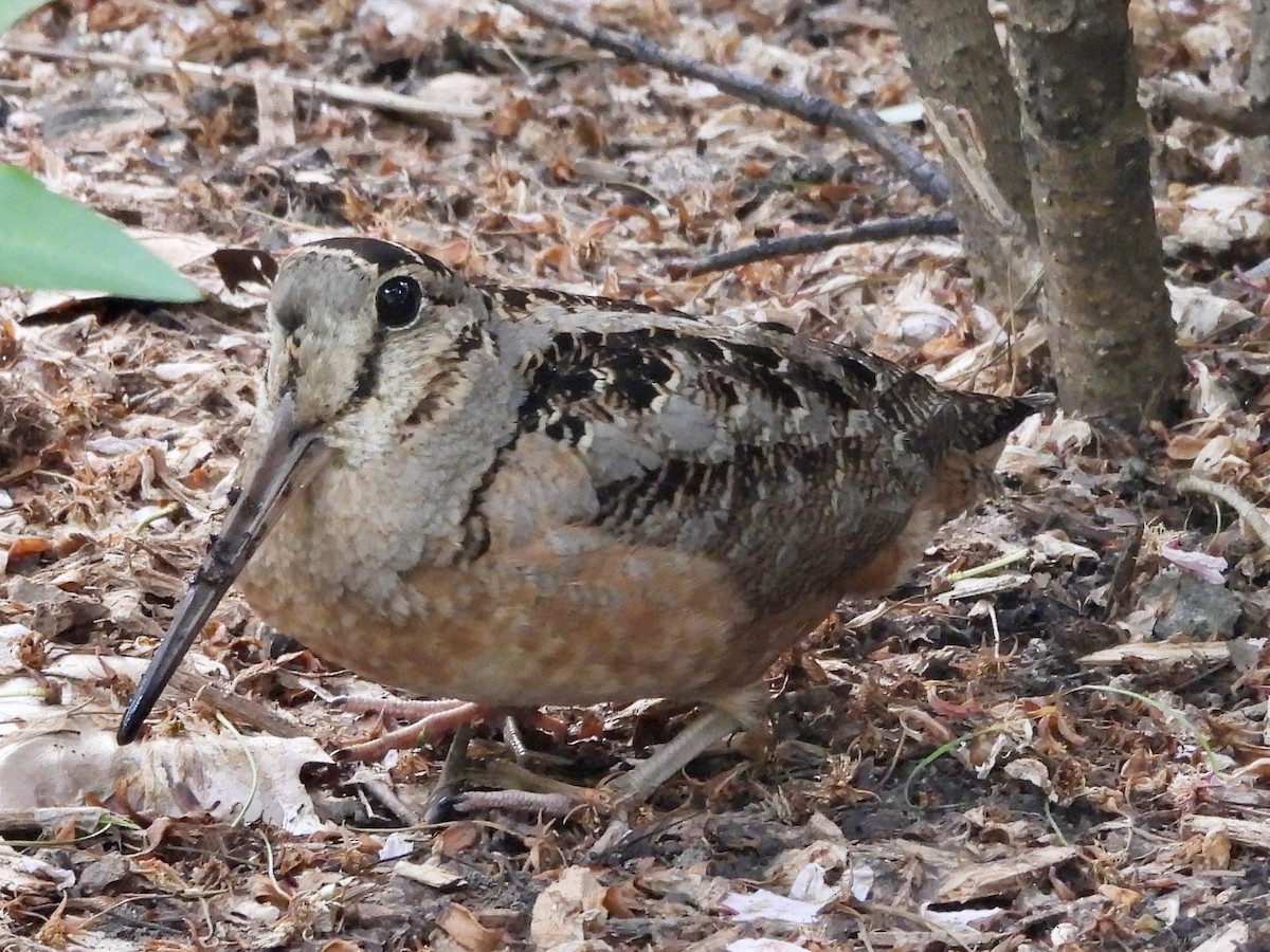 American Woodcock - ML568834371