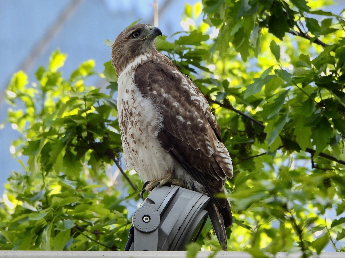 Red-tailed Hawk - ML568834421