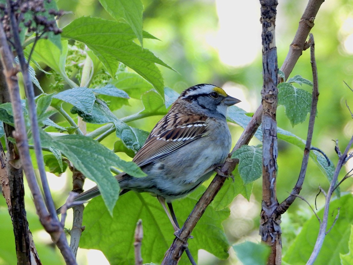 White-throated Sparrow - ML568834571