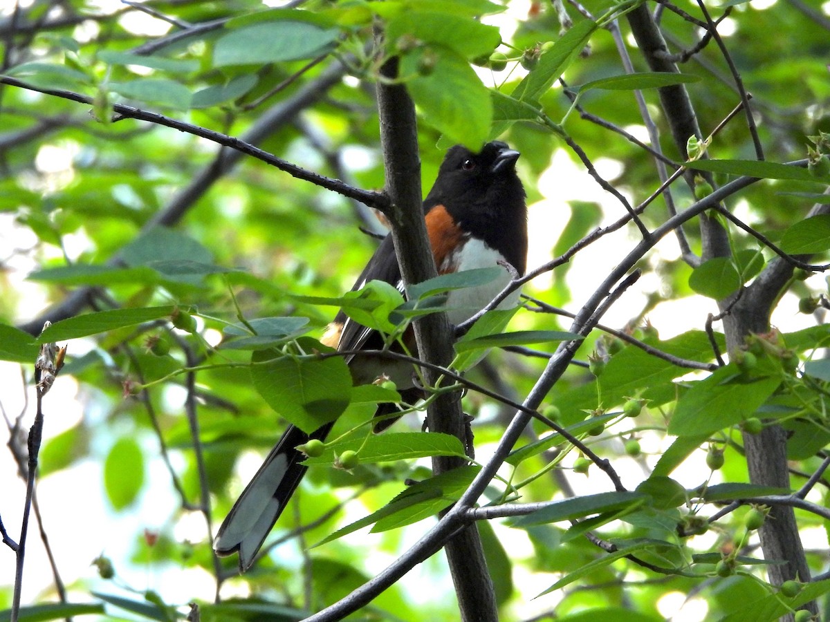 Eastern Towhee - ML568834611