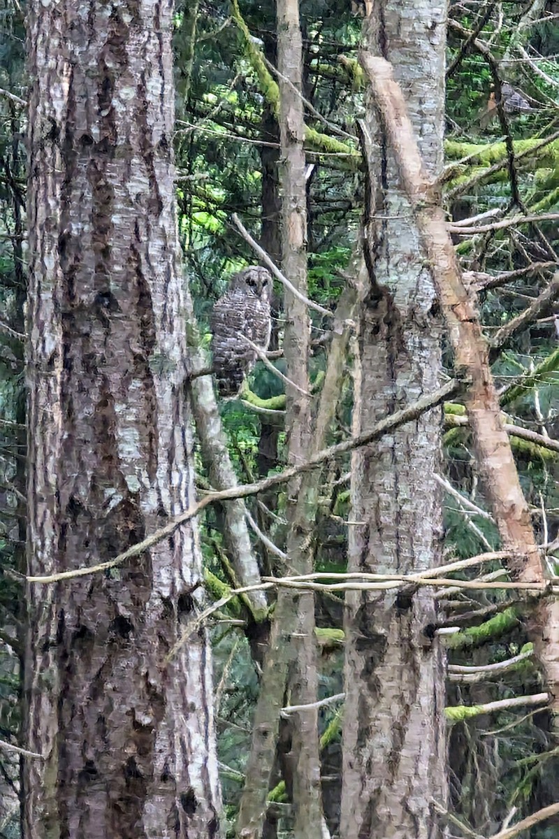 Barred Owl - ML568834651