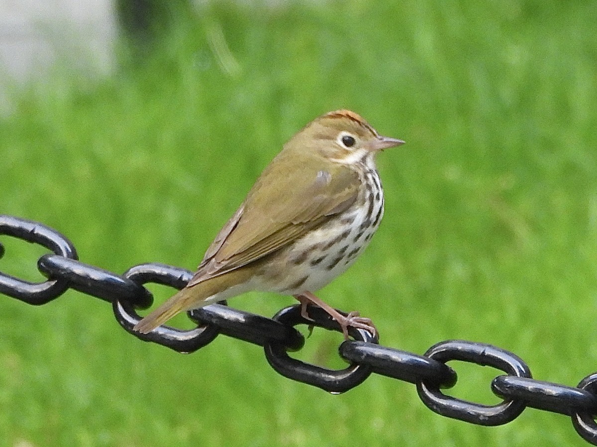 Ovenbird - ML568834711