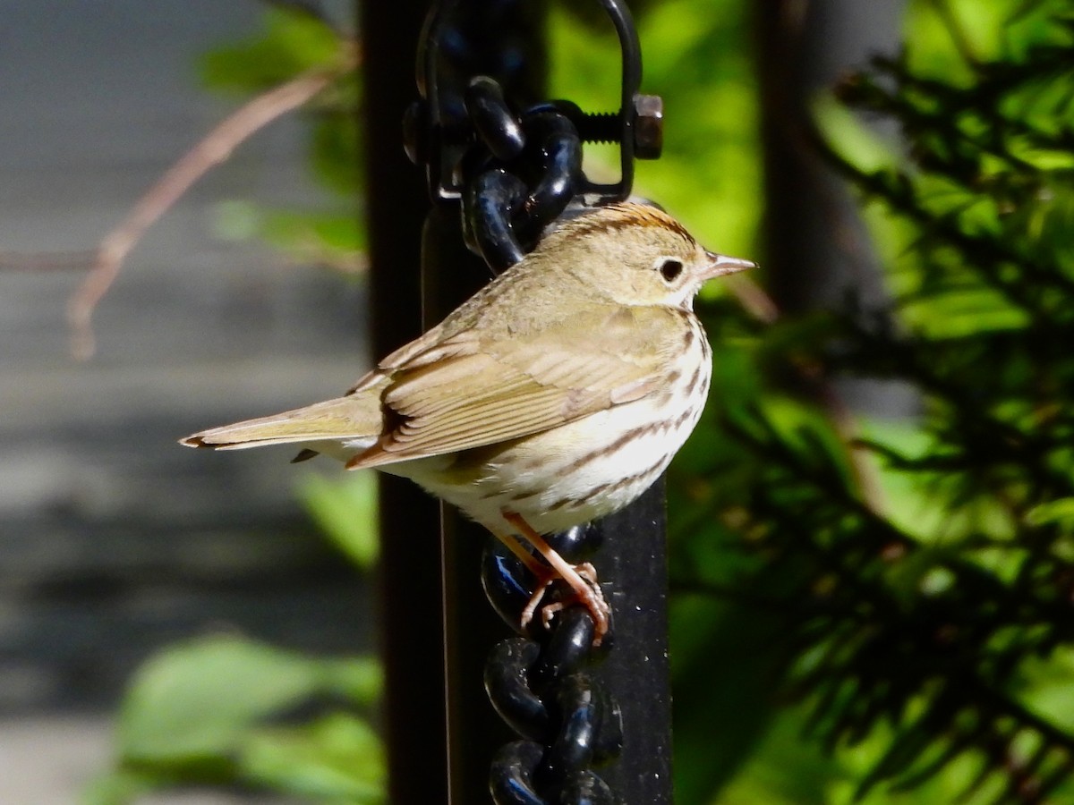 Ovenbird - ML568834721