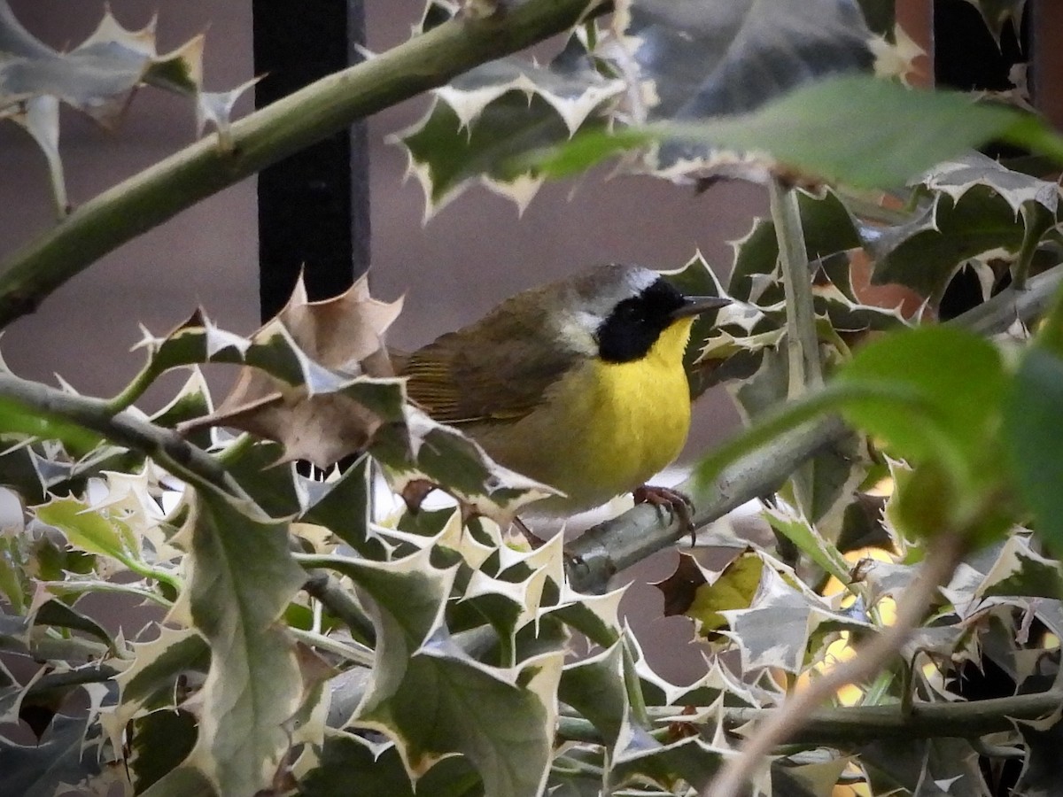 Common Yellowthroat - ML568834811