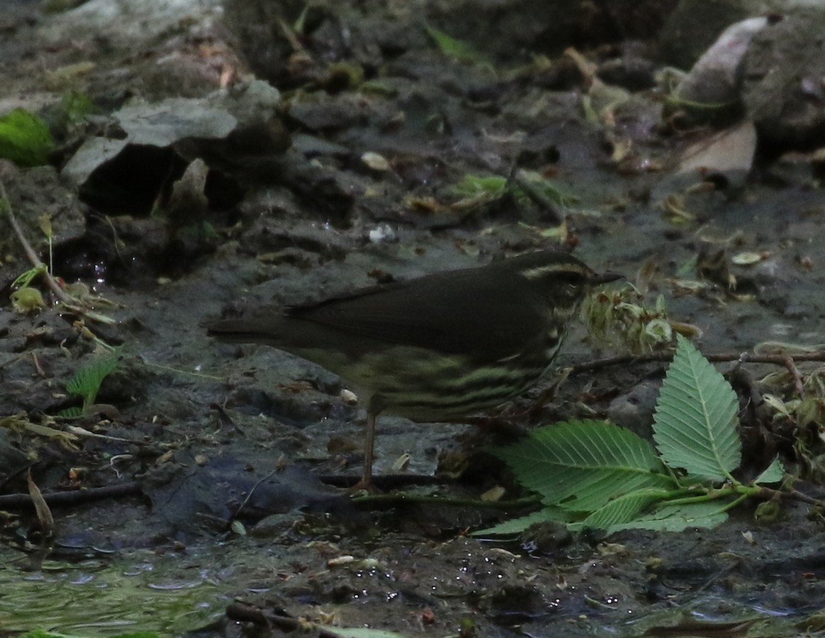 Northern Waterthrush - ML568835471