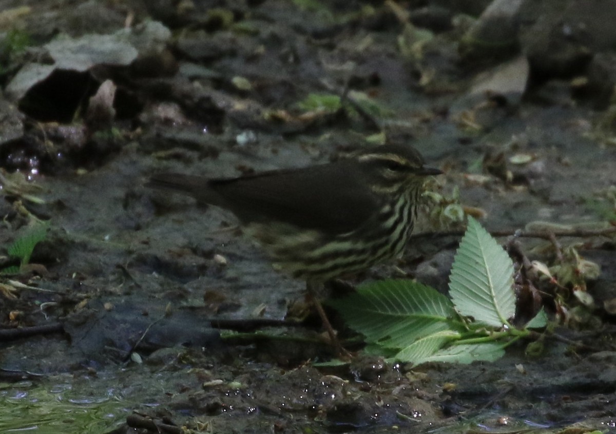 Northern Waterthrush - ML568835541