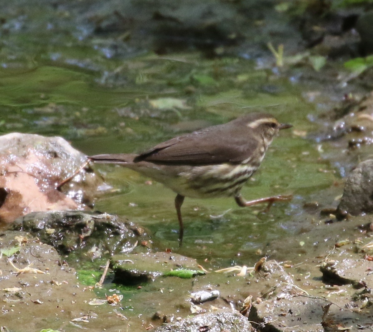 Northern Waterthrush - ML568835731