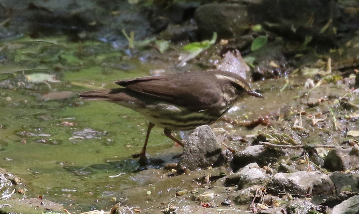 Northern Waterthrush - ML568835811
