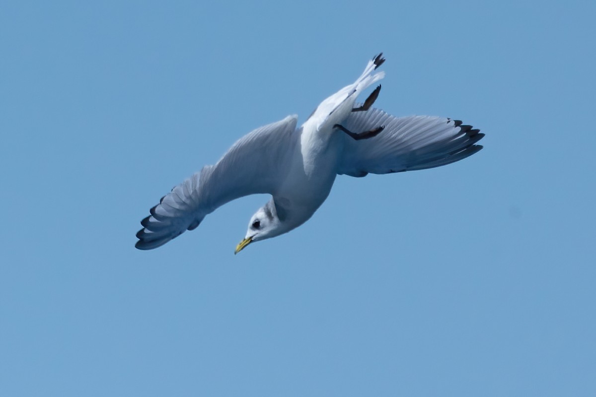 Black-legged Kittiwake - Mitch (Michel) Doucet