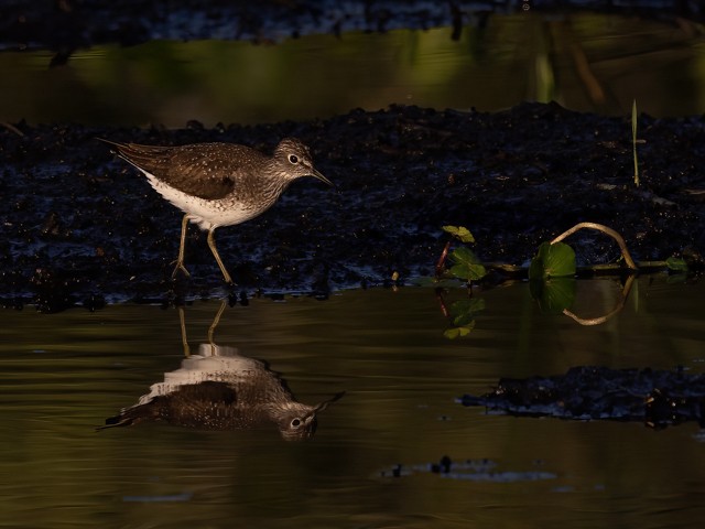 Solitary Sandpiper - ML568837041