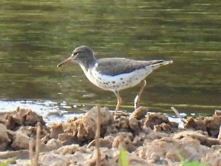 Spotted Sandpiper - Ed Daniels