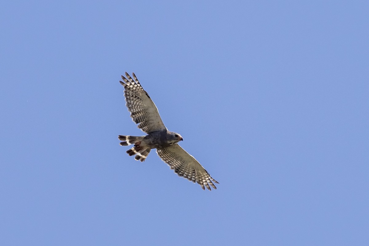 Lizard Buzzard - ML568837151