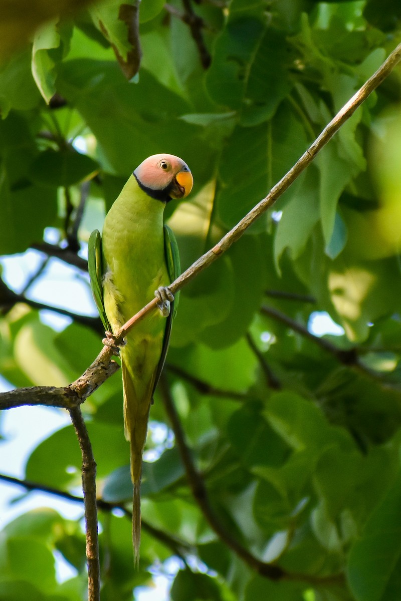 Blossom-headed Parakeet - ML568837481