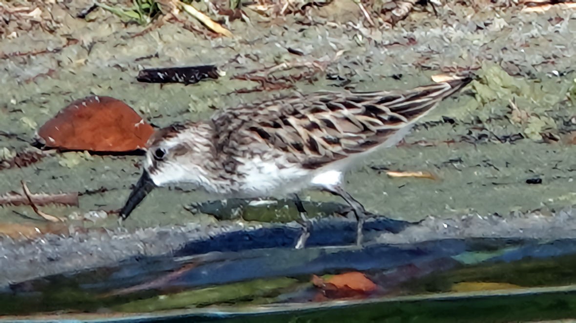 Semipalmated Sandpiper - ML568837501