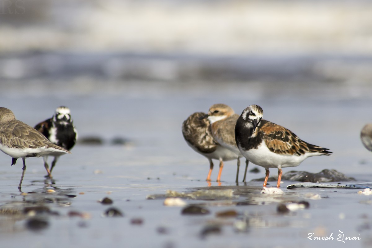 Ruddy Turnstone - ML56883871