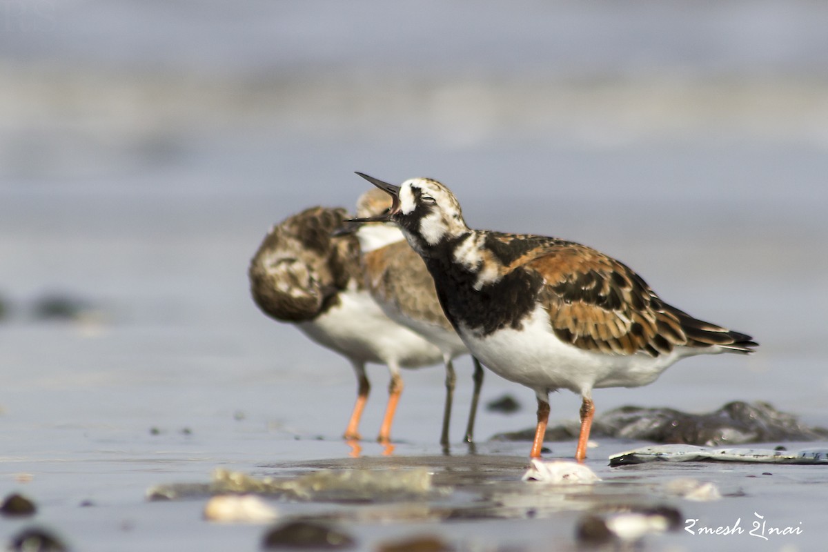 Ruddy Turnstone - ML56883881