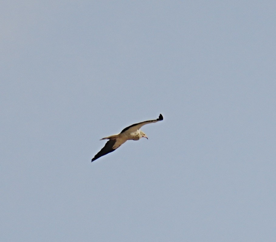 Egyptian Vulture - ML568838811